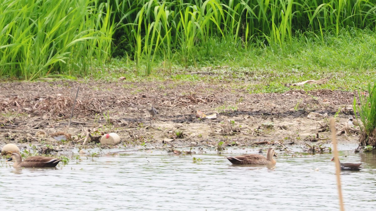 Улаан хошуут тодол - ML646513623