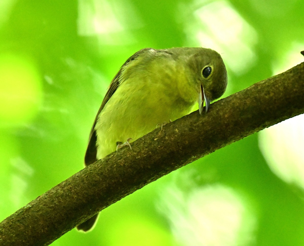 Grünrückenschnäpper - ML646513626