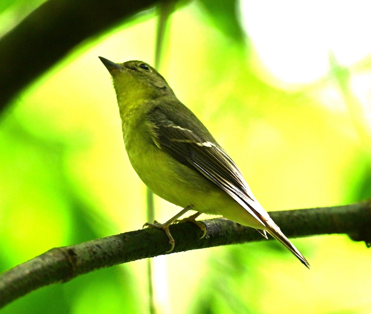 Grünrückenschnäpper - ML646513627