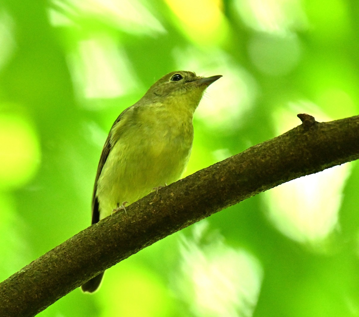 Grünrückenschnäpper - ML646513628