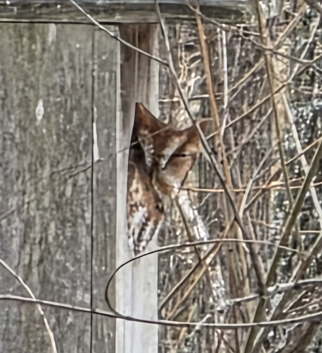 Eastern Screech-Owl - ML646513630