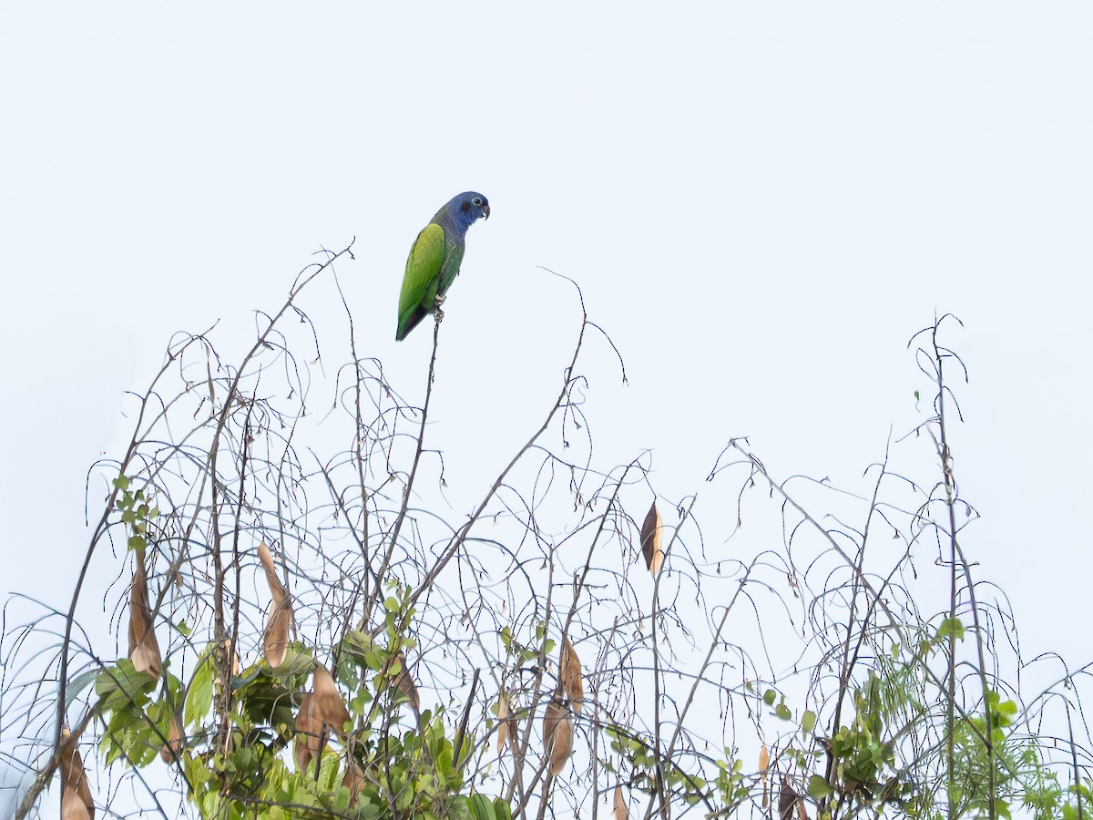 Blue-headed Parrot (Blue-headed) - ML646513633
