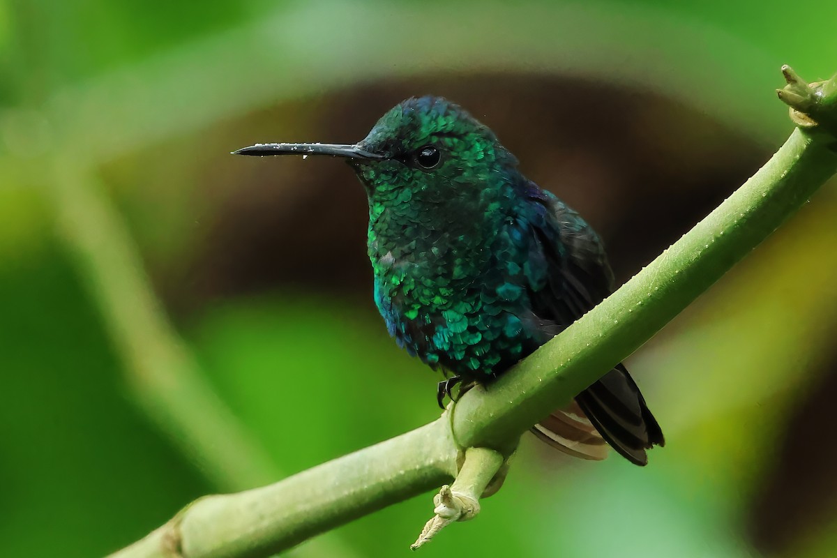 Crowned Woodnymph - ML646513634