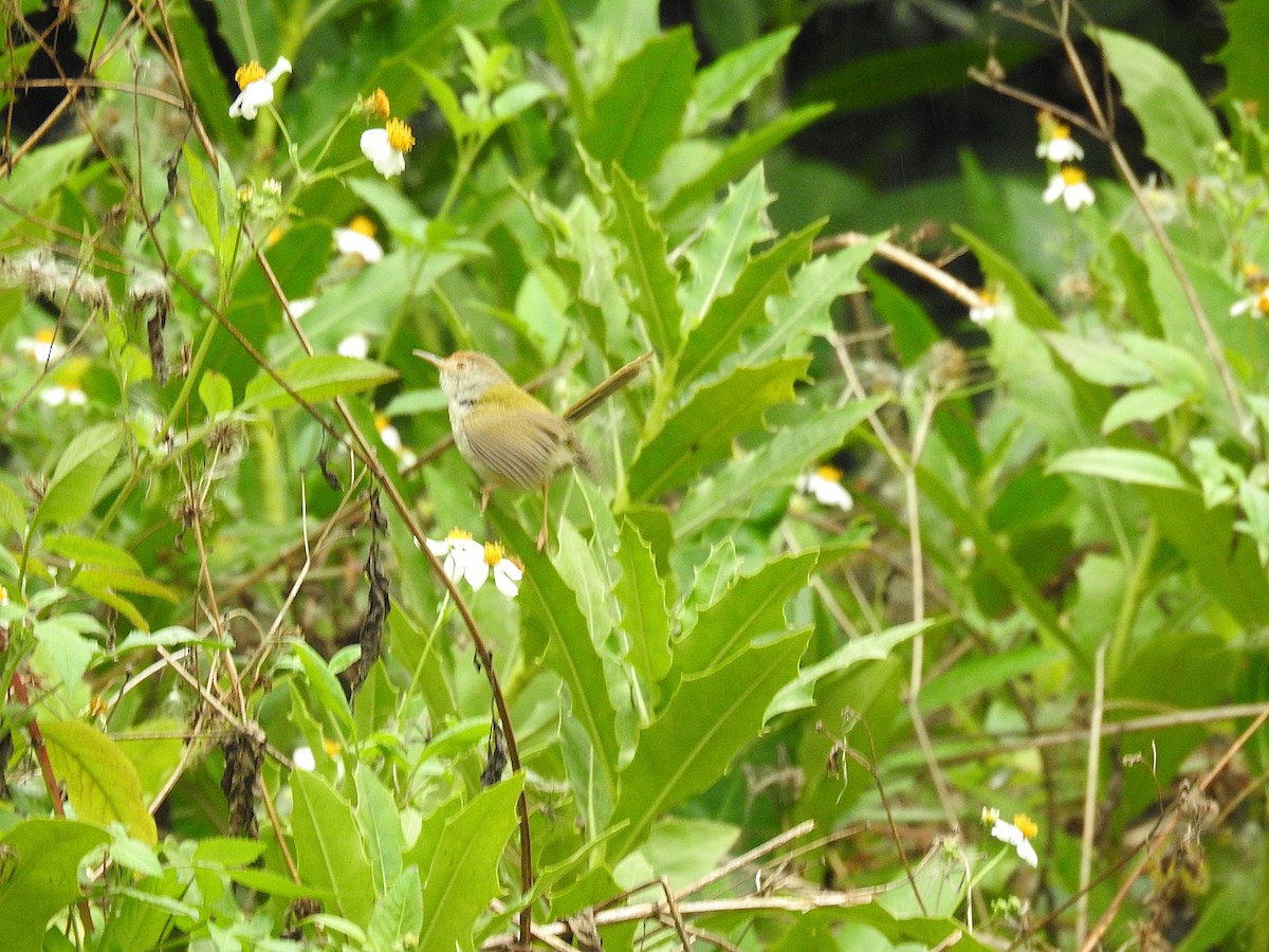 Sastrecillo Común - ML646513635