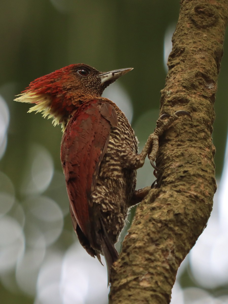 žluna suříková - ML646513639