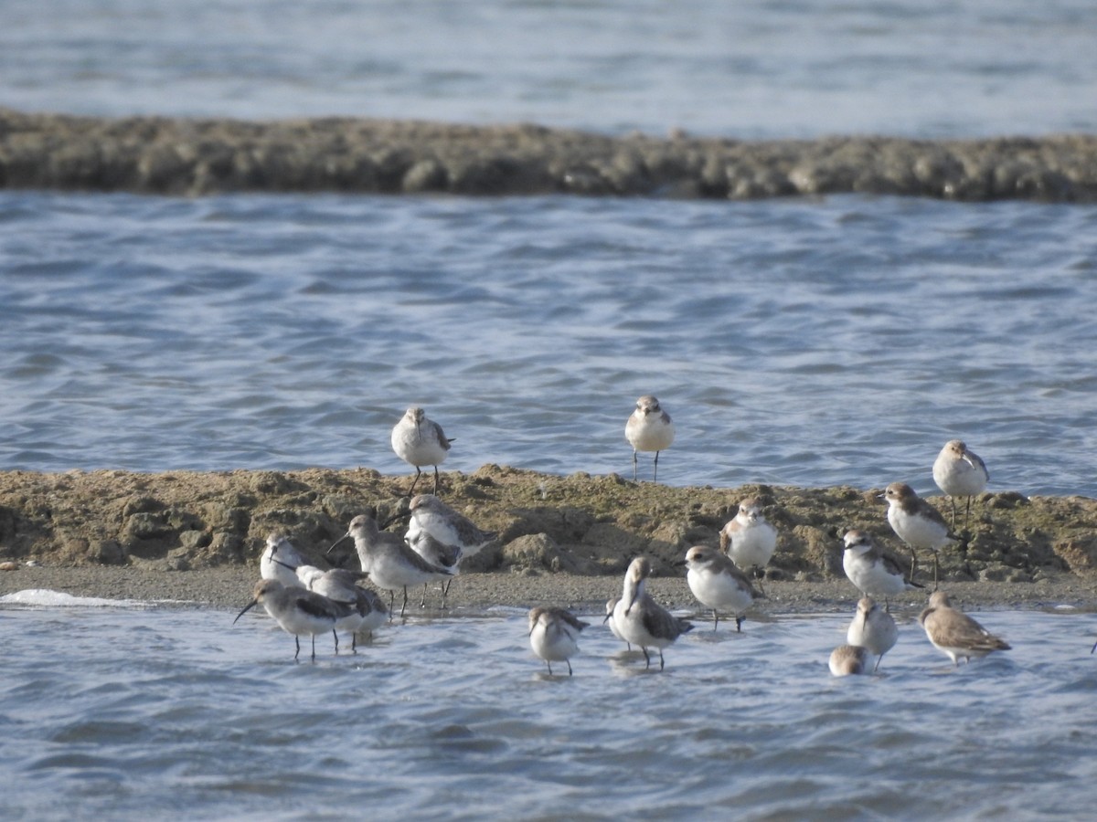 Txirri kurlinta - ML646513640