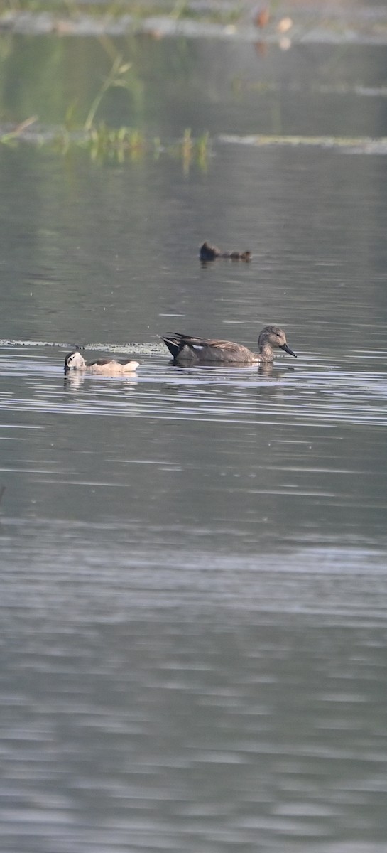 Ipar-ahatea - ML646513644