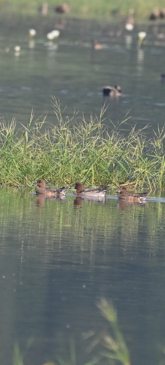 Ahate txistulari eurasiarra - ML646513647