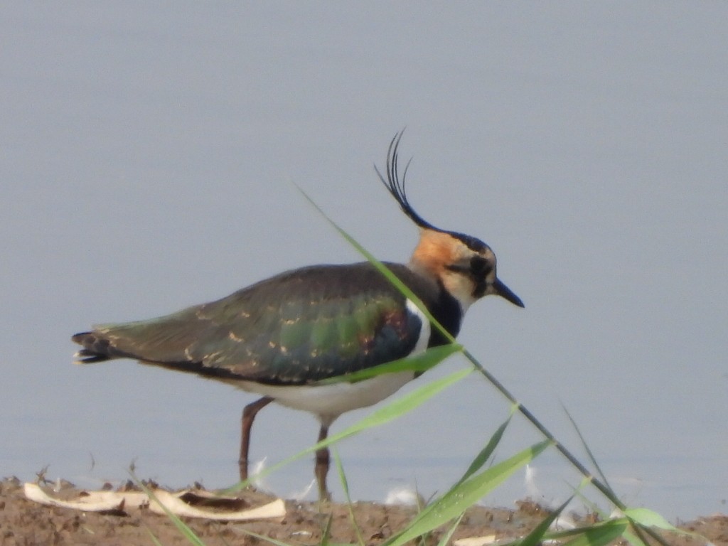 čejka chocholatá - ML646513649