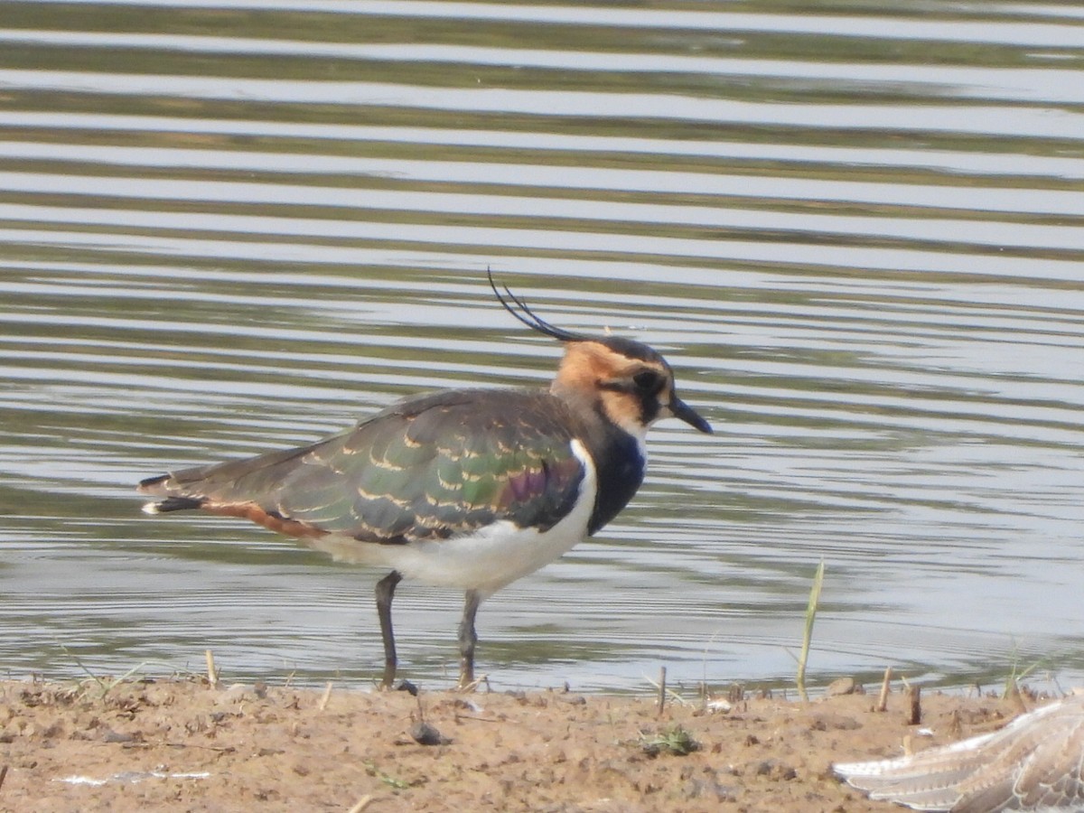 čejka chocholatá - ML646513650