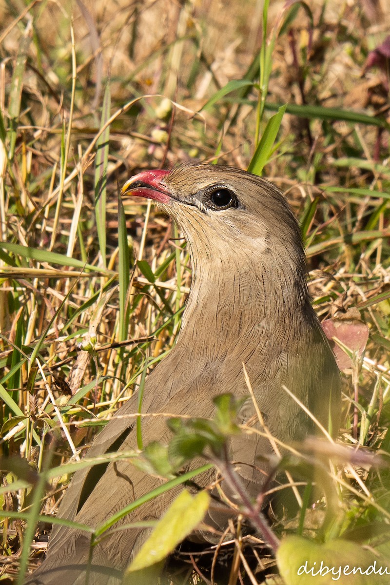 Sirkeer Malkoha - ML646513655