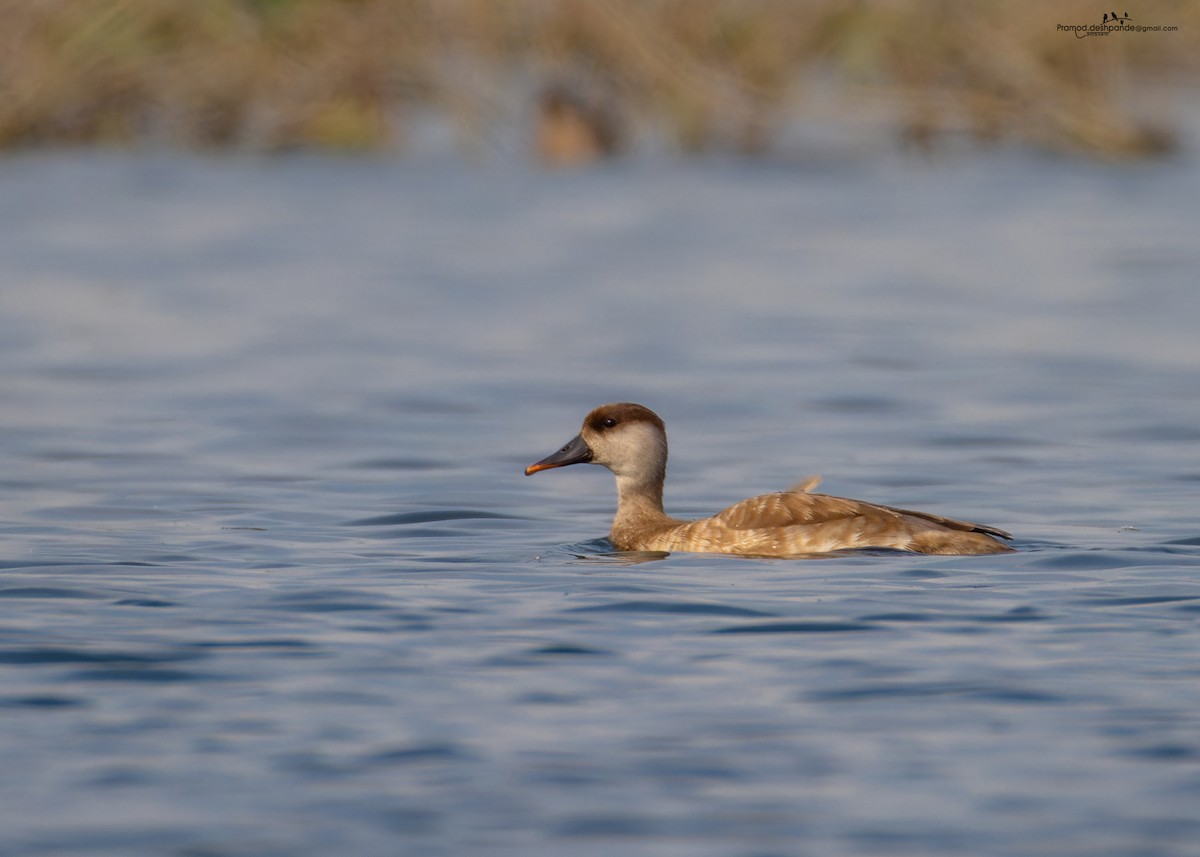 Red-crested Pochard - ML646513657