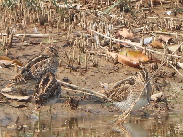 bekasina otavní - ML646513660