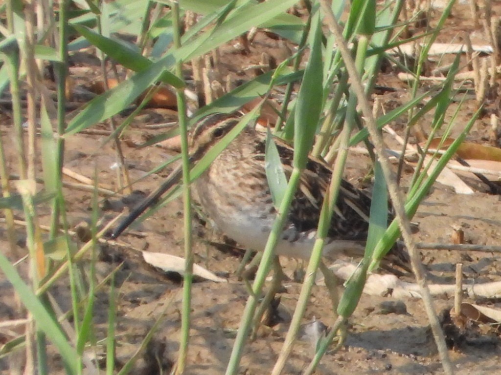 bekasina otavní - ML646513661