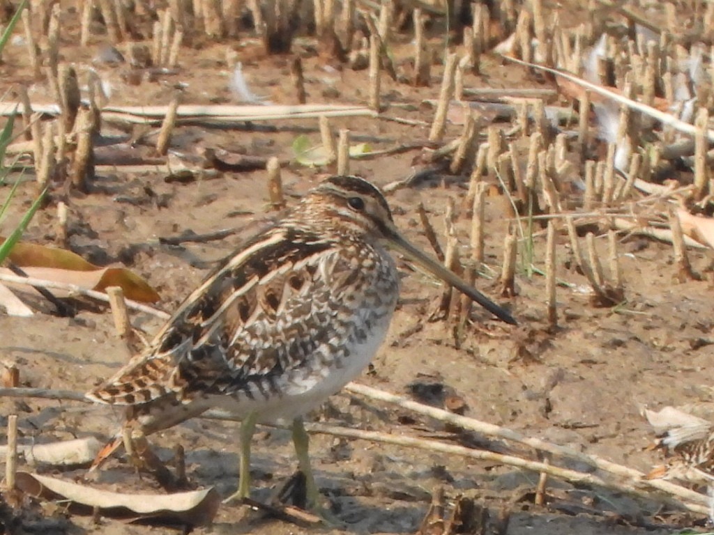 bekasina otavní - ML646513662