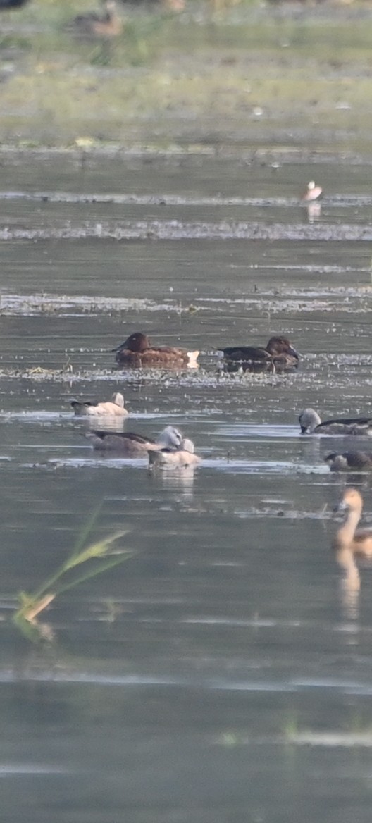 Murgilari arrea - ML646513665