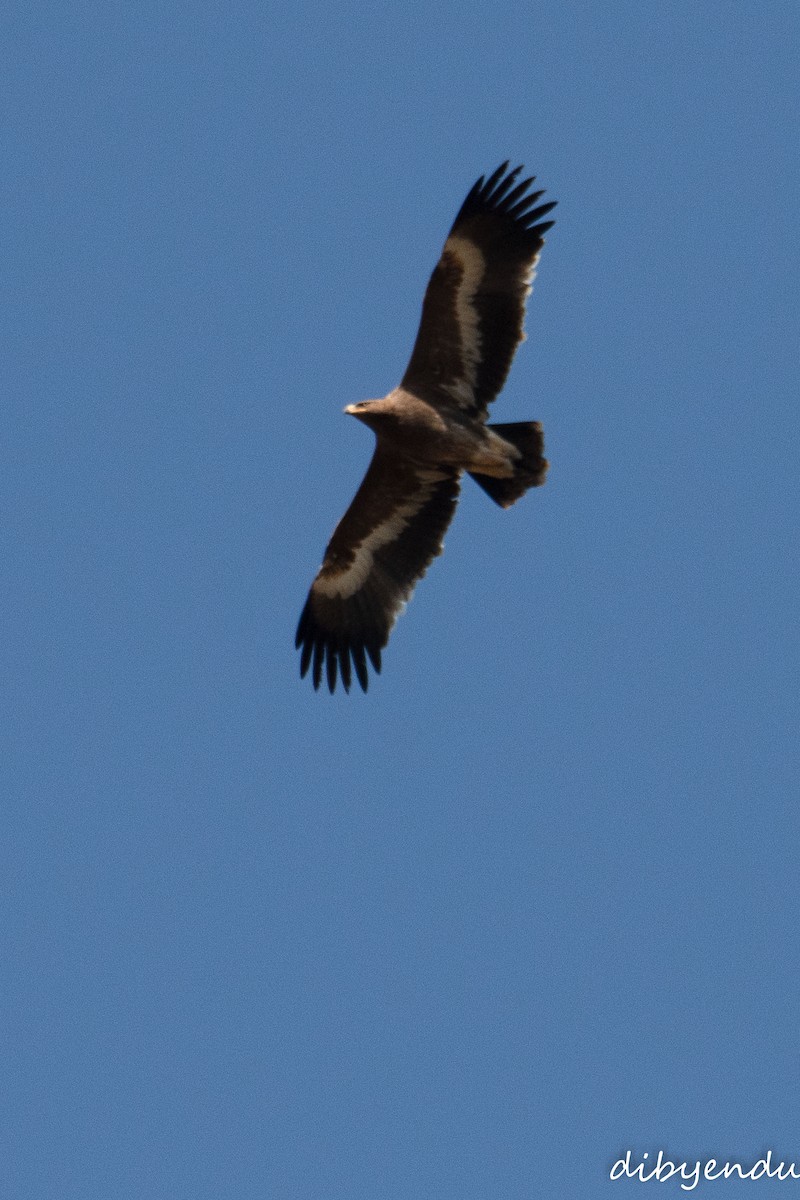 Steppe Eagle - ML646513666