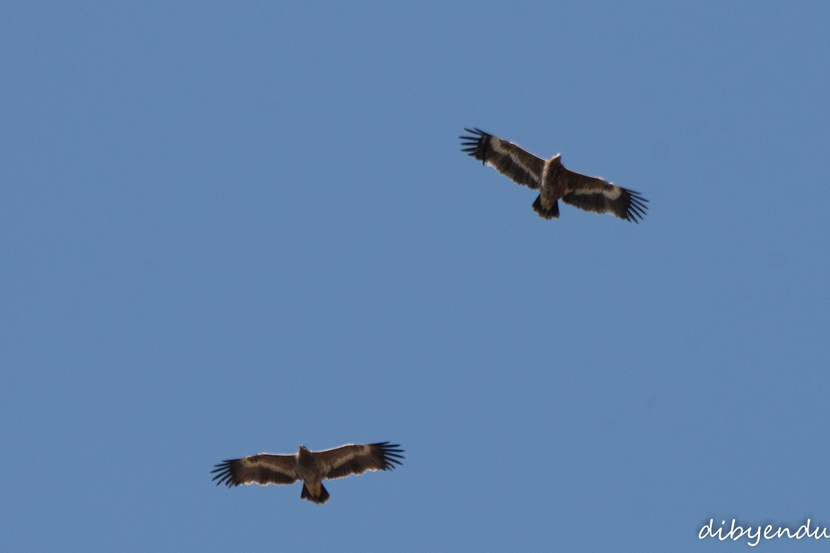 Steppe Eagle - ML646513667