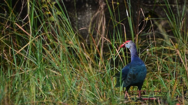 Gray-headed Swamphen - ML646513671