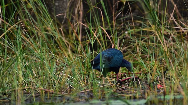 Gray-headed Swamphen - ML646513672