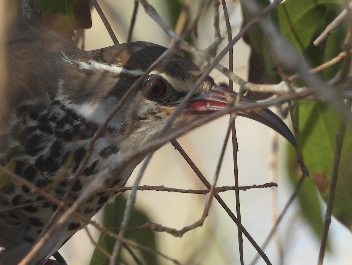 Subdesert Mesite - ML646513674