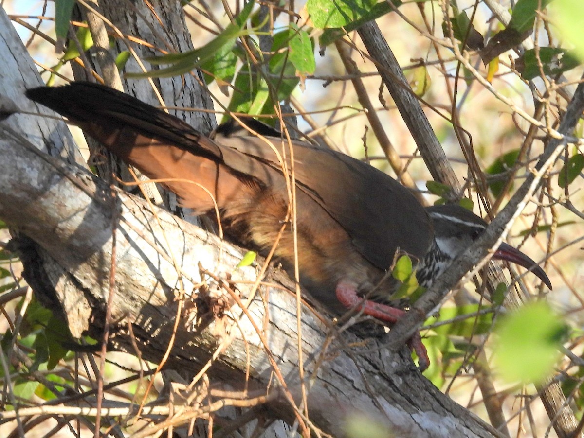 Subdesert Mesite - ML646513676