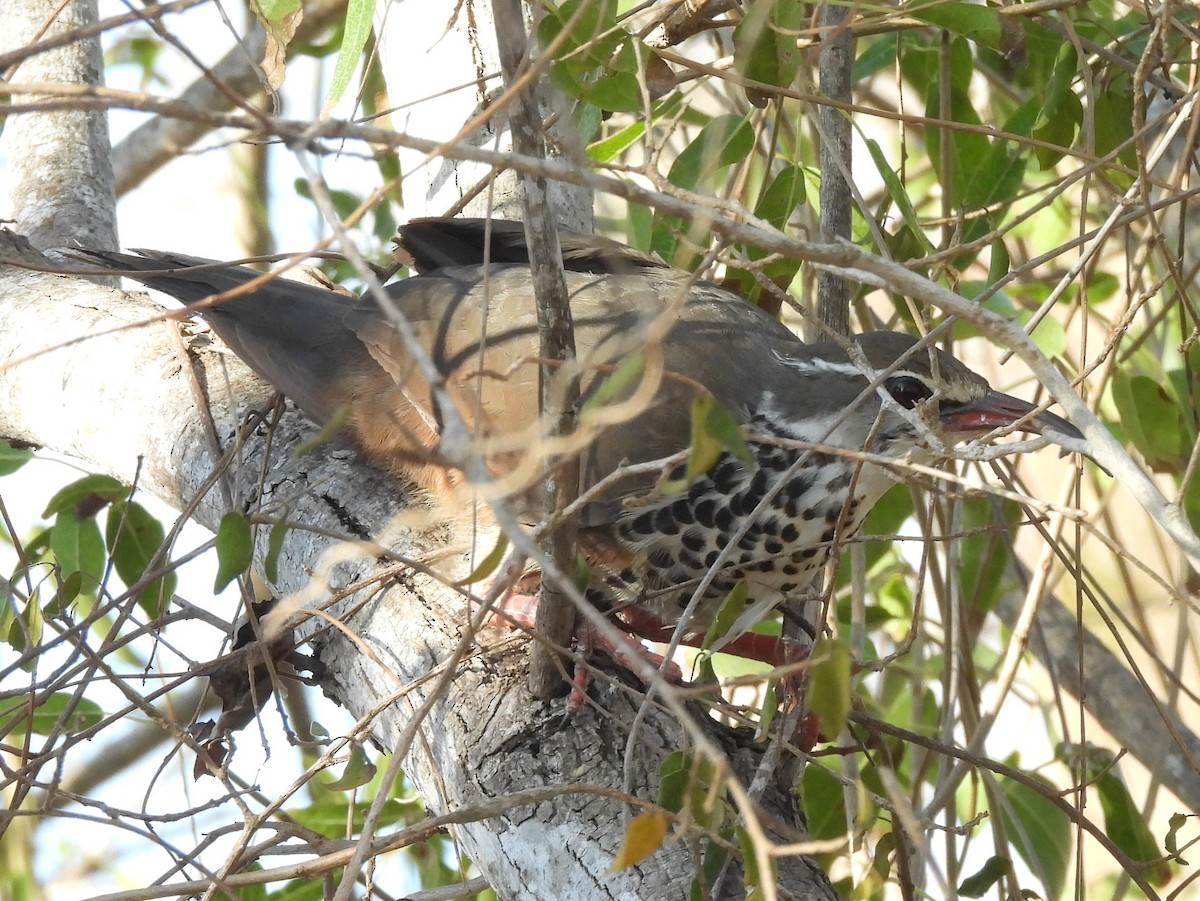 Subdesert Mesite - ML646513677