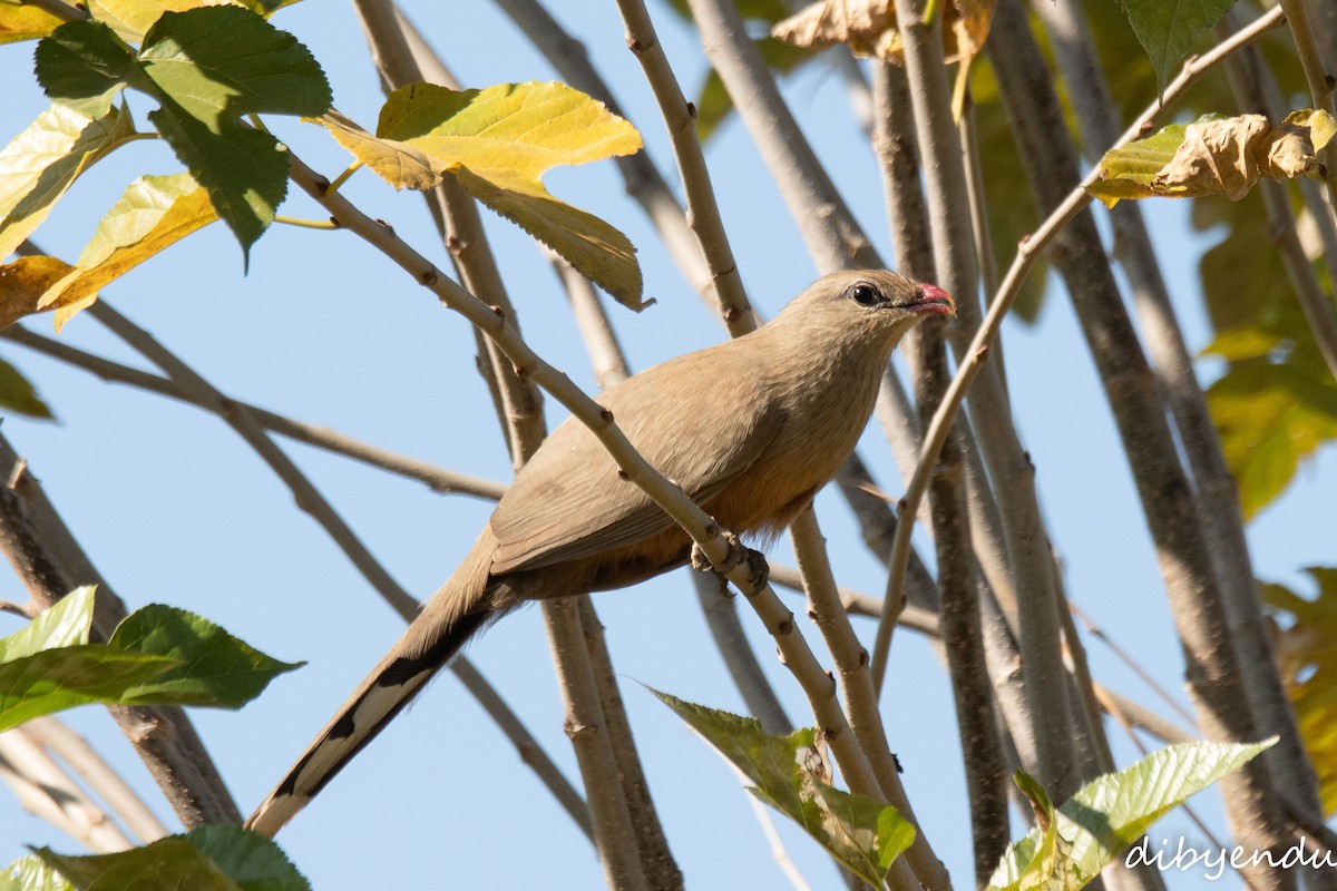 Sirkeer Malkoha - ML646513686