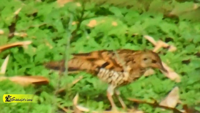 Scaly Thrush - ML646513687