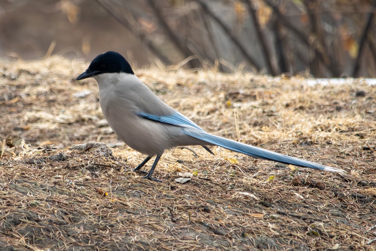 Azure-winged Magpie - ML646513702