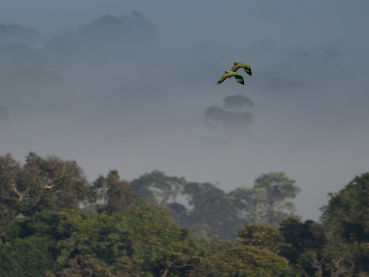 Diademed Amazon - ML646513703