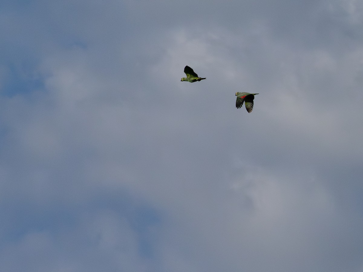 Diademed Amazon - ML646513704