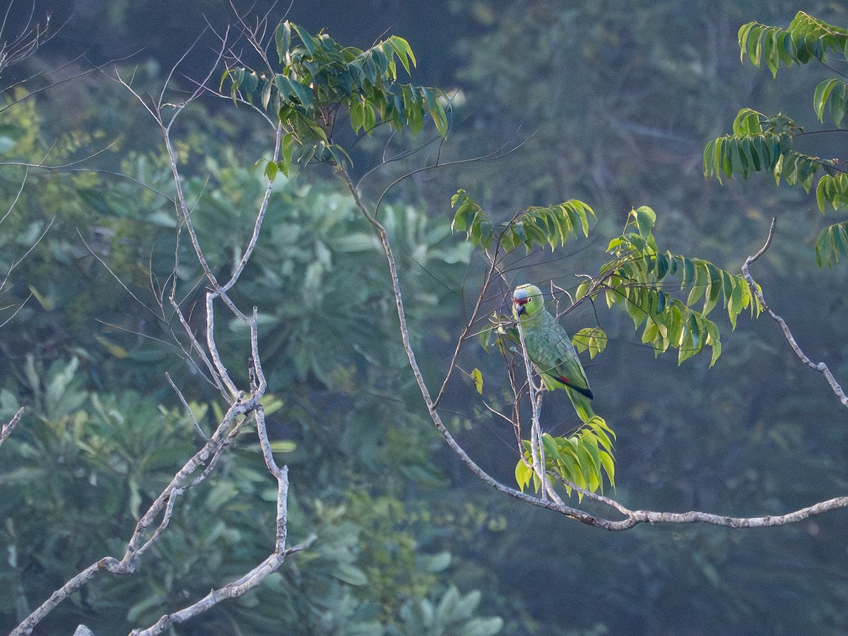 Diademed Amazon - ML646513705