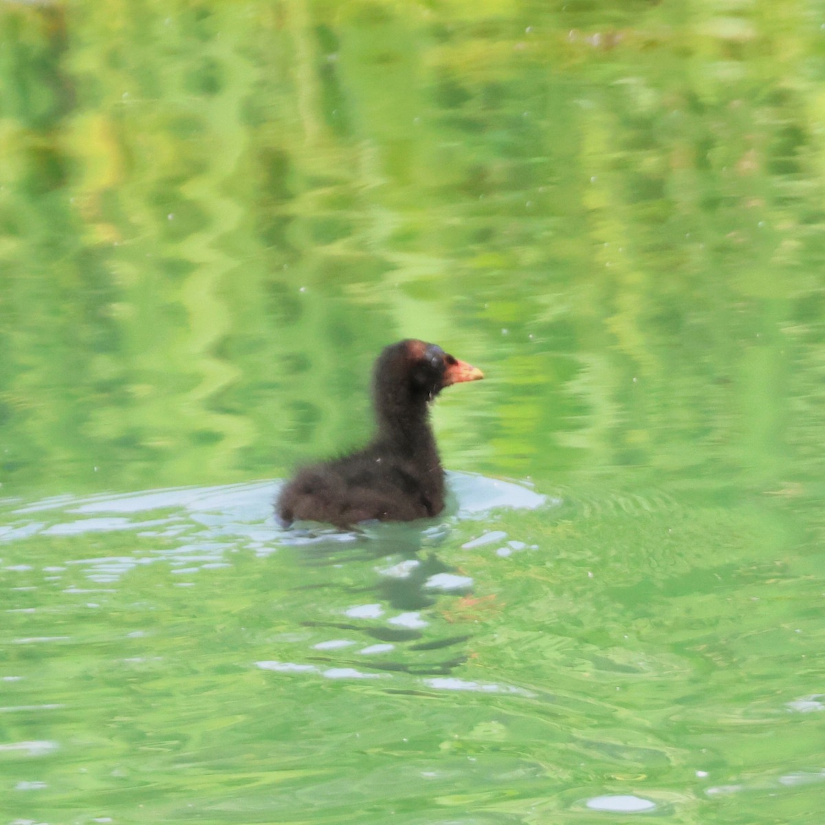 Хажилгат түнжүүр - ML646513706