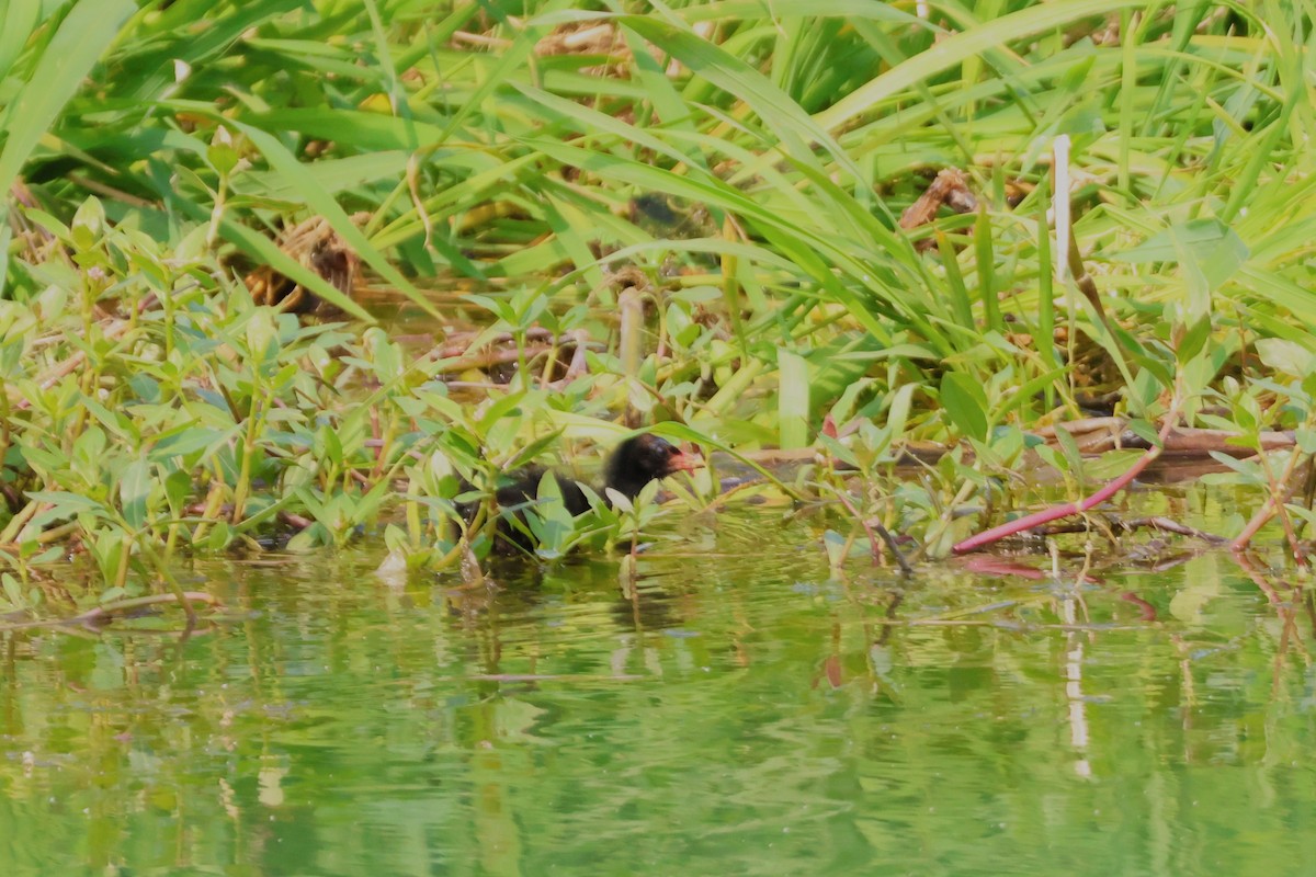 Хажилгат түнжүүр - ML646513707