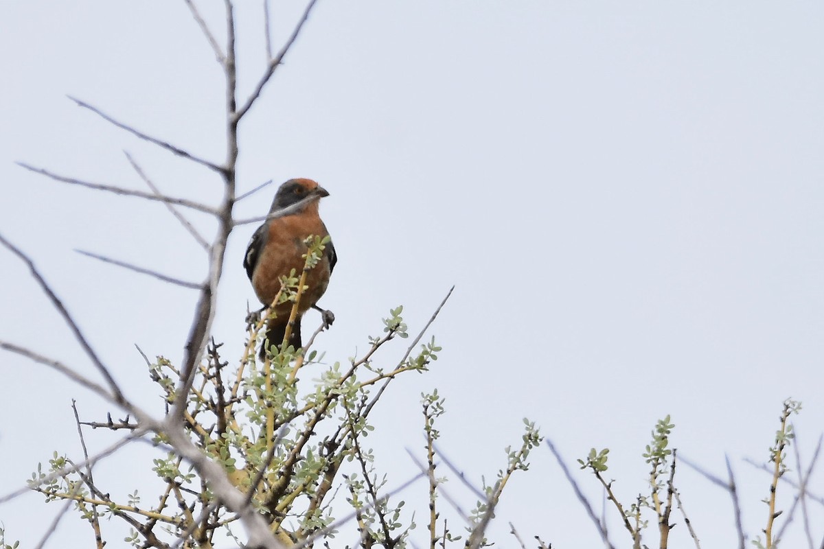White-tipped Plantcutter - ML646513708