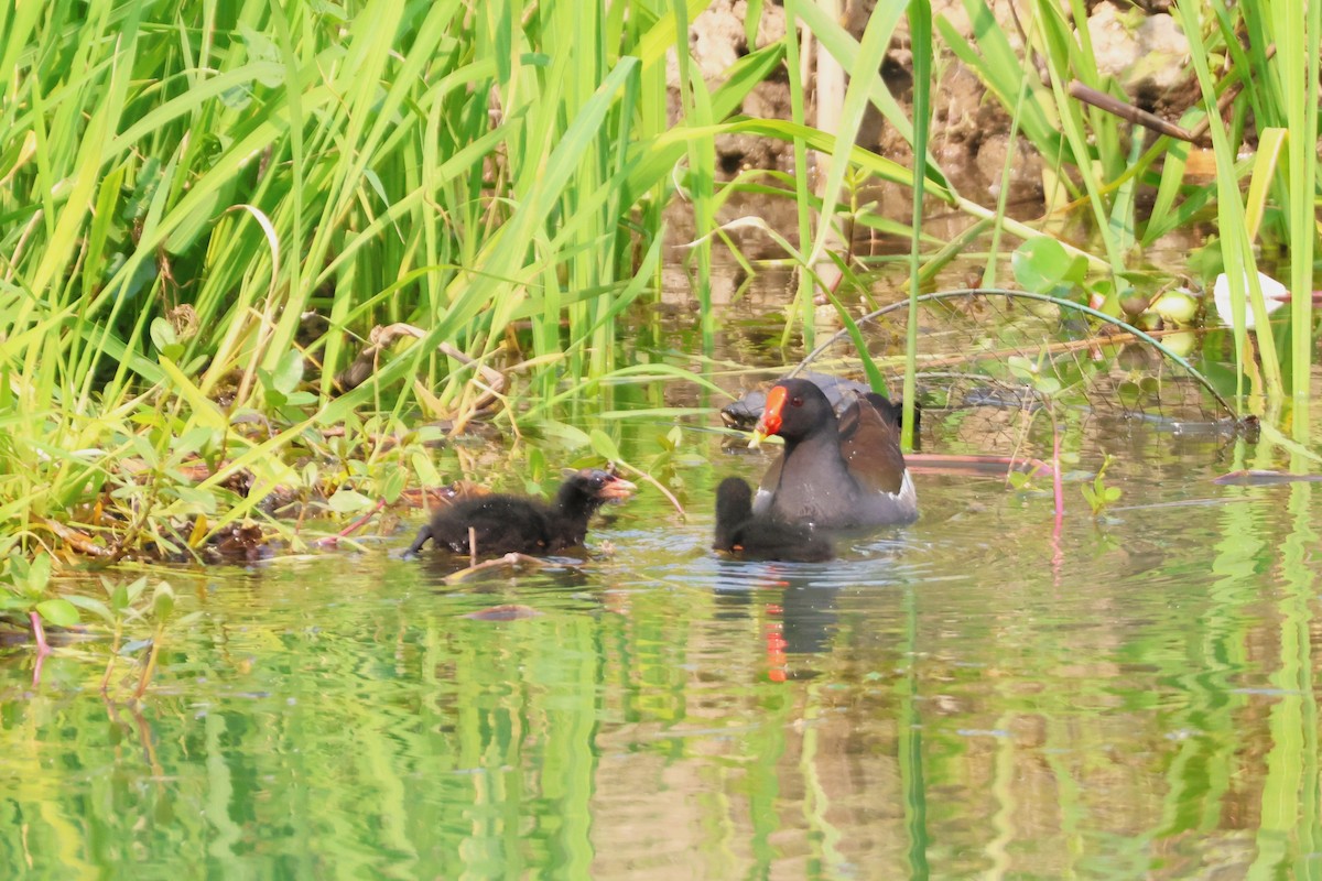 Хажилгат түнжүүр - ML646513709