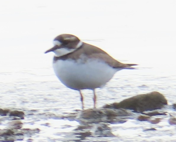 Уссурийский зуёк - ML646513710