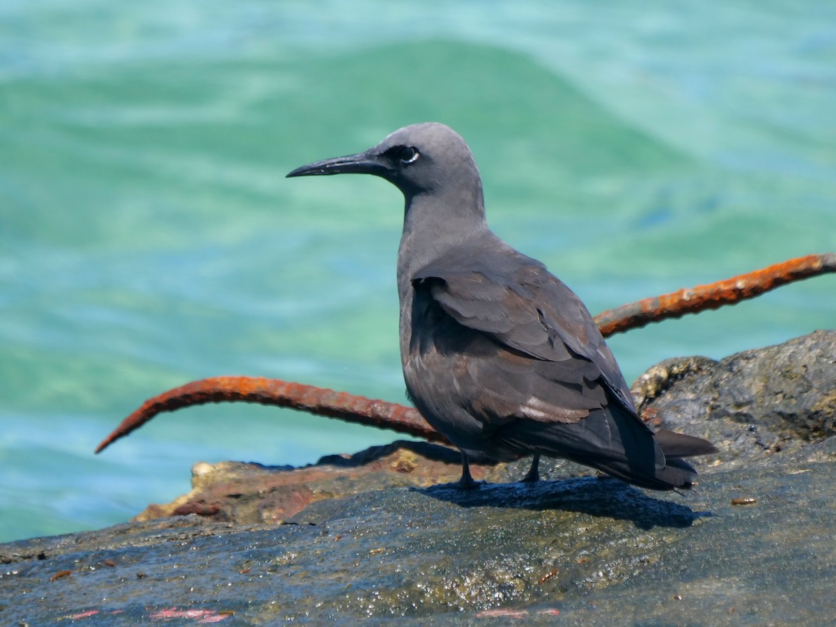 Tiñosa Boba - ML646513711