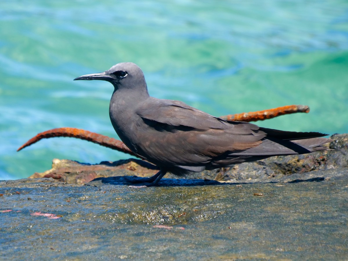 Tiñosa Boba - ML646513712