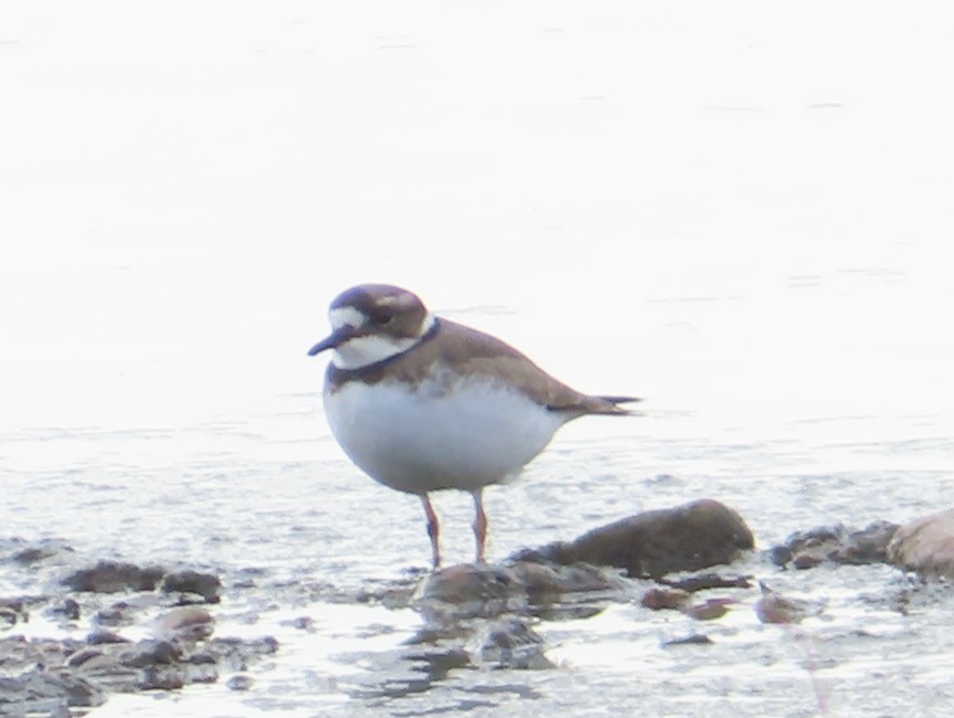 Уссурийский зуёк - ML646513716