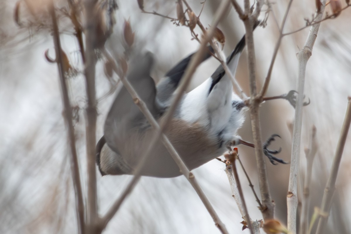 Eurasian Bullfinch - ML646513717