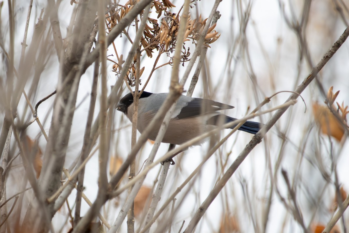 Eurasian Bullfinch - ML646513718