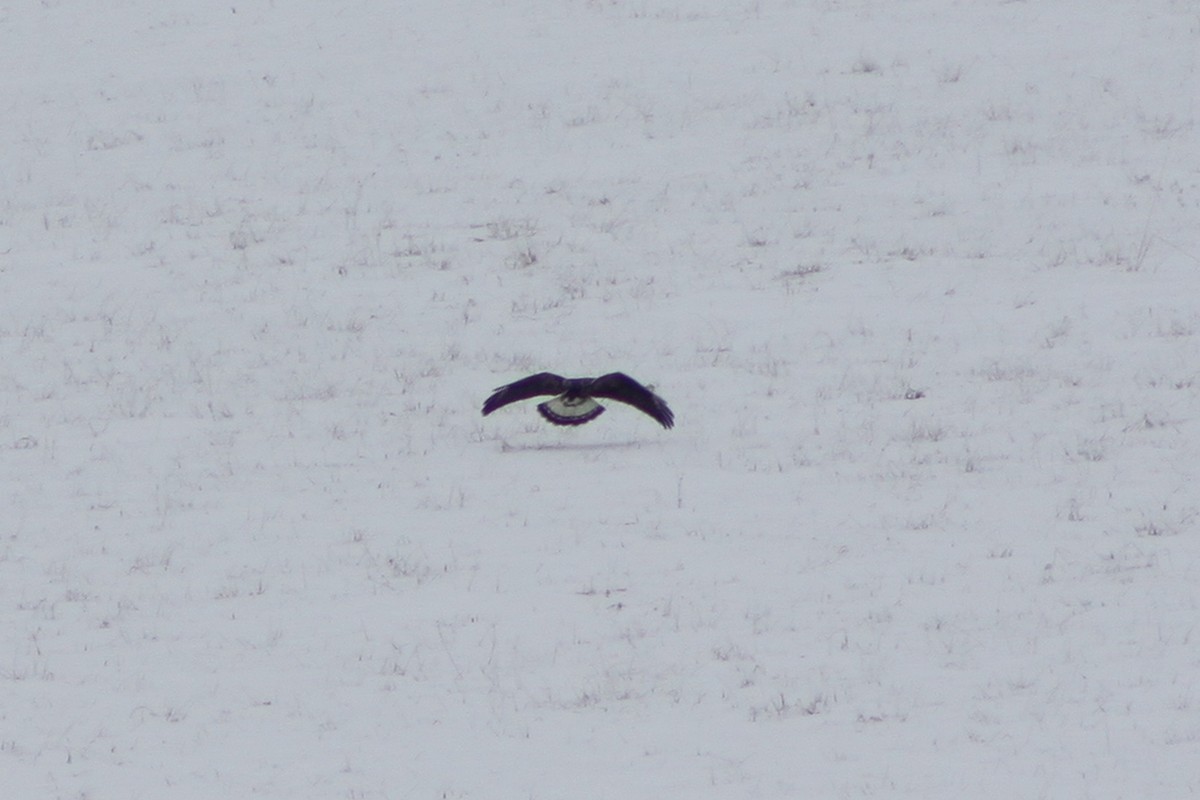 Rough-legged Hawk - ML646513721