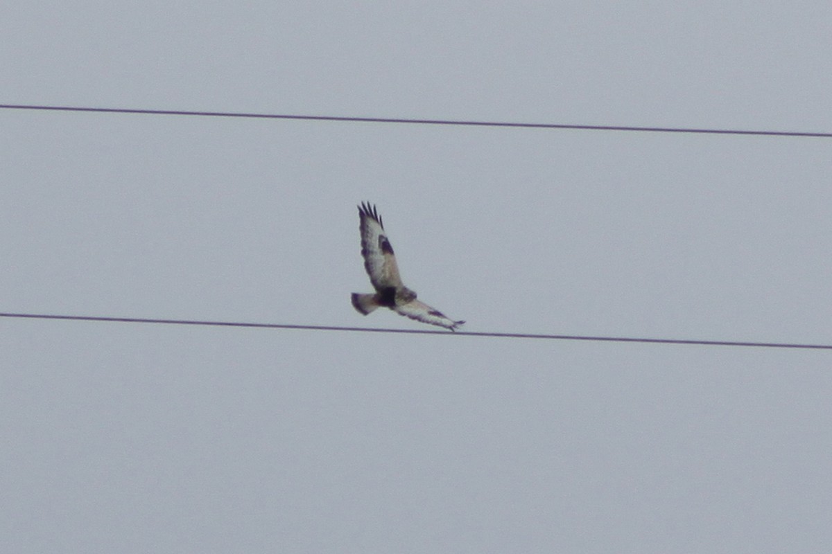 Rough-legged Hawk - ML646513722