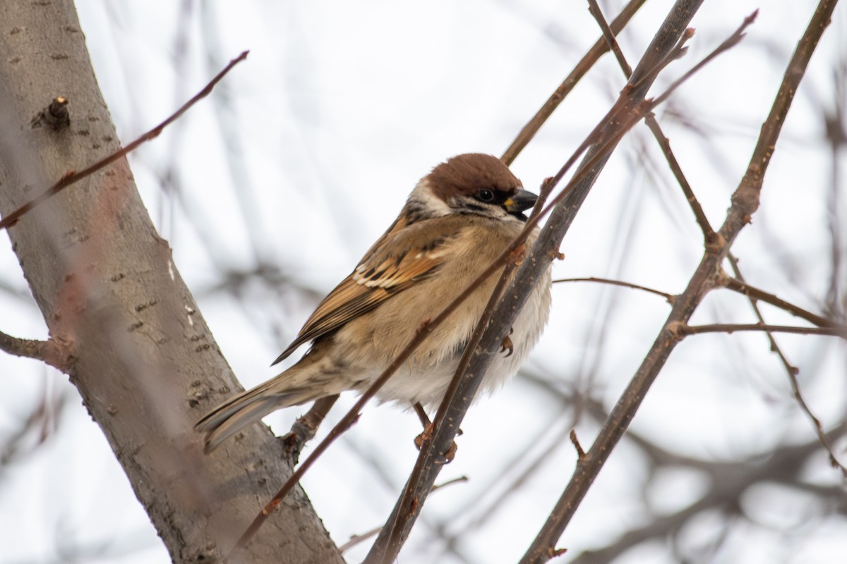Eurasian Tree Sparrow - ML646513724
