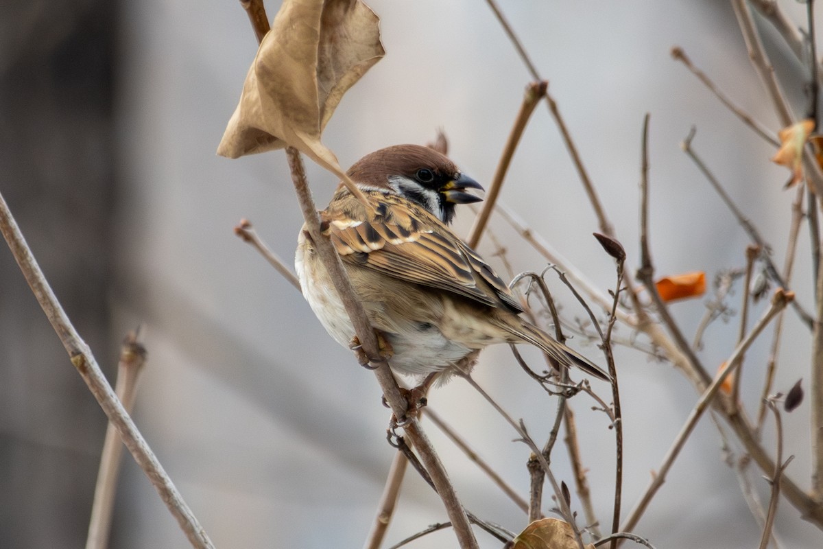 Eurasian Tree Sparrow - ML646513725