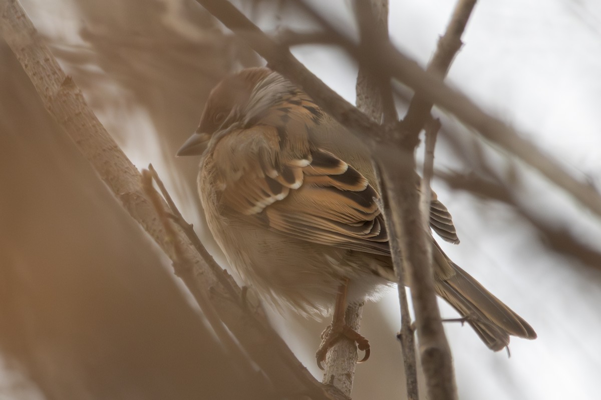 Eurasian Tree Sparrow - ML646513726