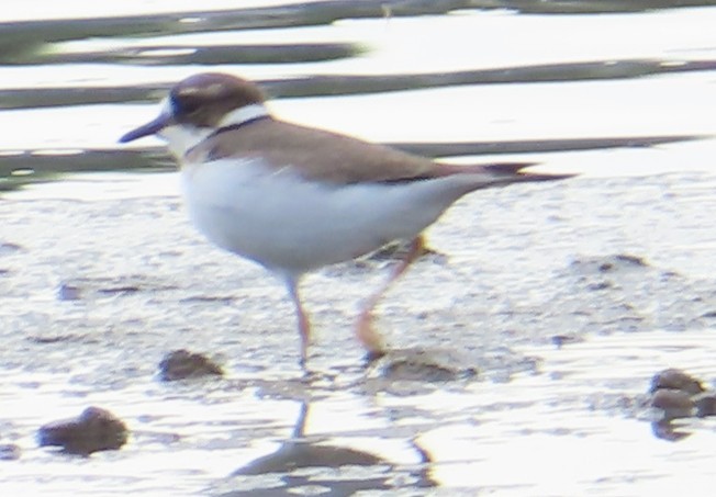 Уссурийский зуёк - ML646513728