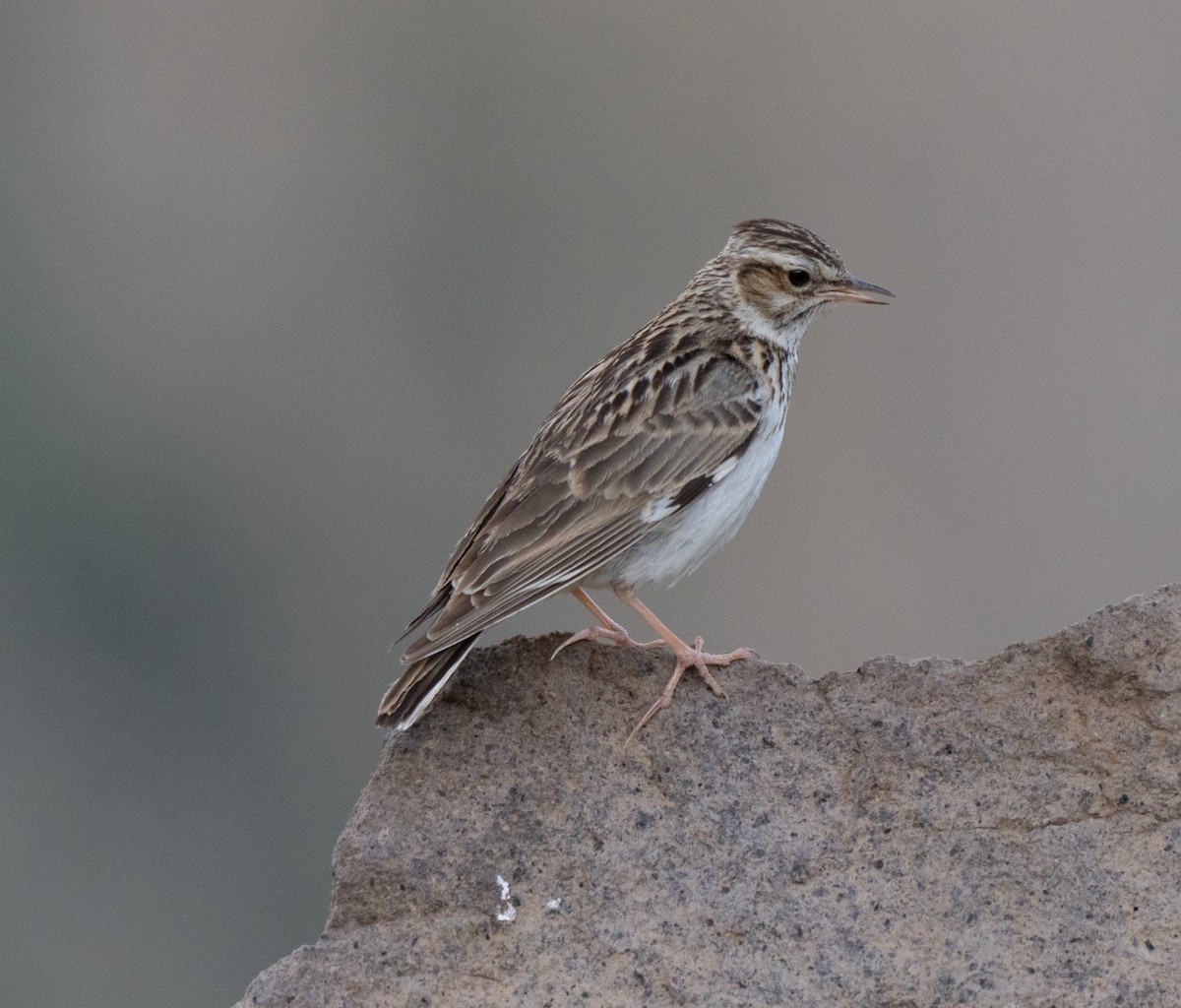 trelerke - ML646513729